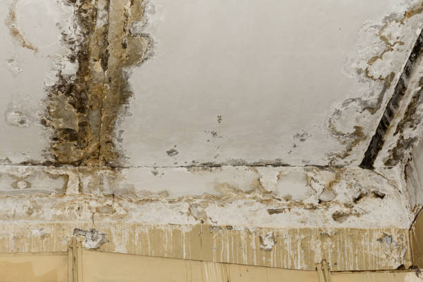 Best Forensic Mold Investigation  in Wayzata, MN