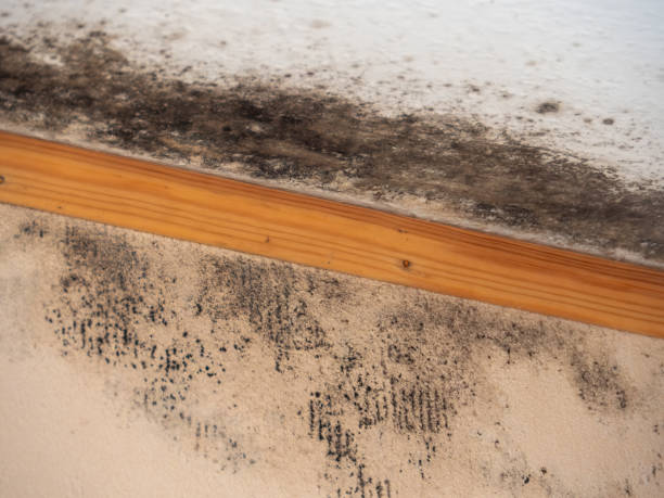 Environmental Consulting for Mold Prevention in Wayzata, MN