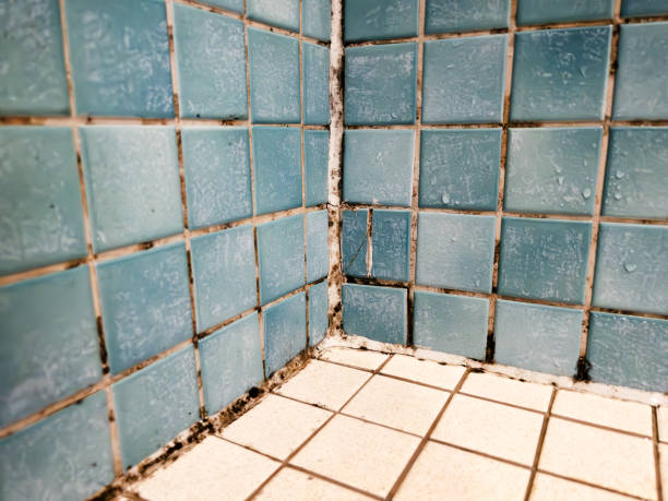 Mold Removal for HVAC Installations in Wayzata, MN