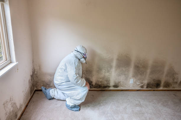 Best Airborne Mold Testing  in Wayzata, MN