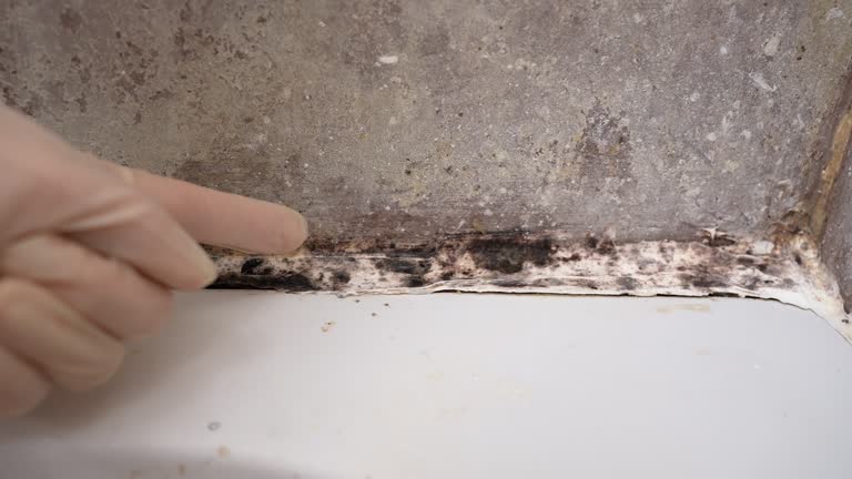 Wayzata, MN Mold Removal Company