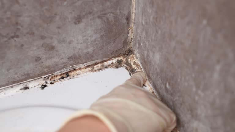 Best Real Estate Mold Inspection  in Wayzata, MN